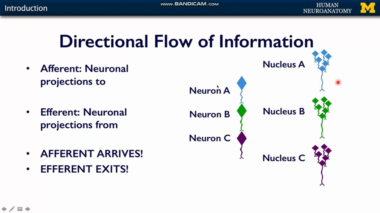 Basic Terms Used In Neuroanatomy