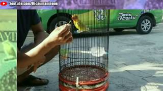 RAHASIA DOPING LOVEBRID dengan biji FUMAYIN, ini Ternyata...