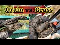 🤯 GRASS FED HOOVES vs. GRAIN FED HOOVES. // HOW TO TRIM HOOVES ON SHEEP &amp; GOATS | HOOF CARE