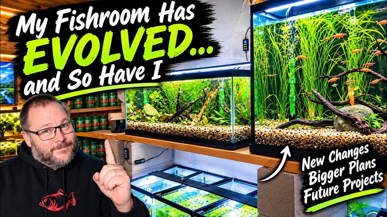 My Fishroom Has Evolved… and So Have I