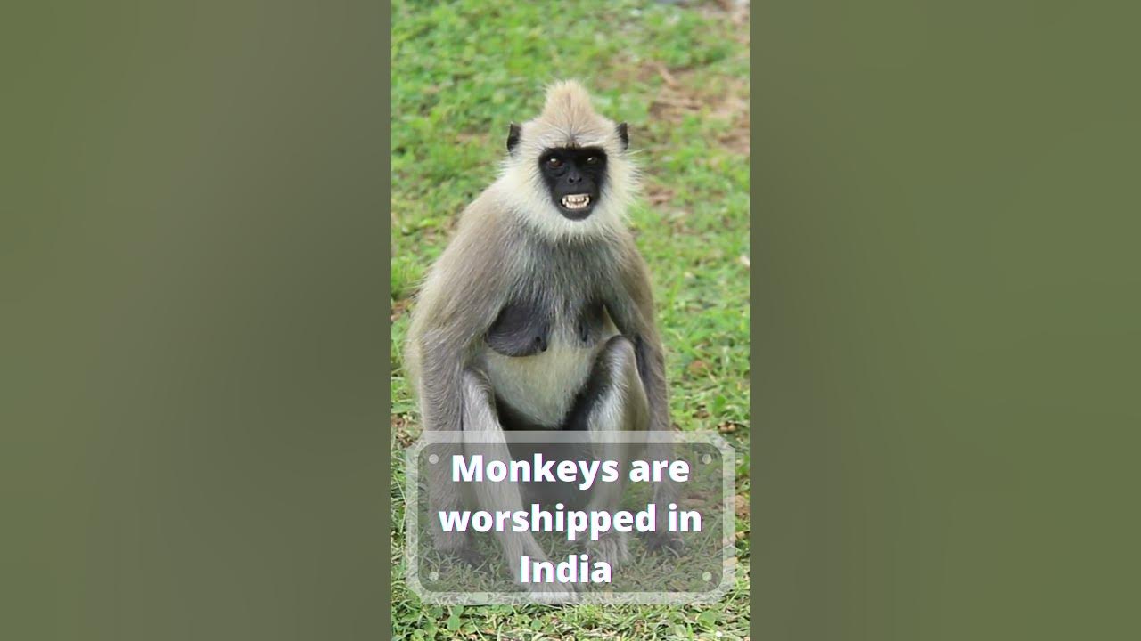 Did You Know This ? Amazing Animal Fact about a MONKEY. Monkey Fact 