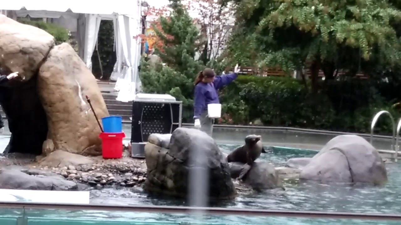 Central Park Zoo Sea Lions - YouTube