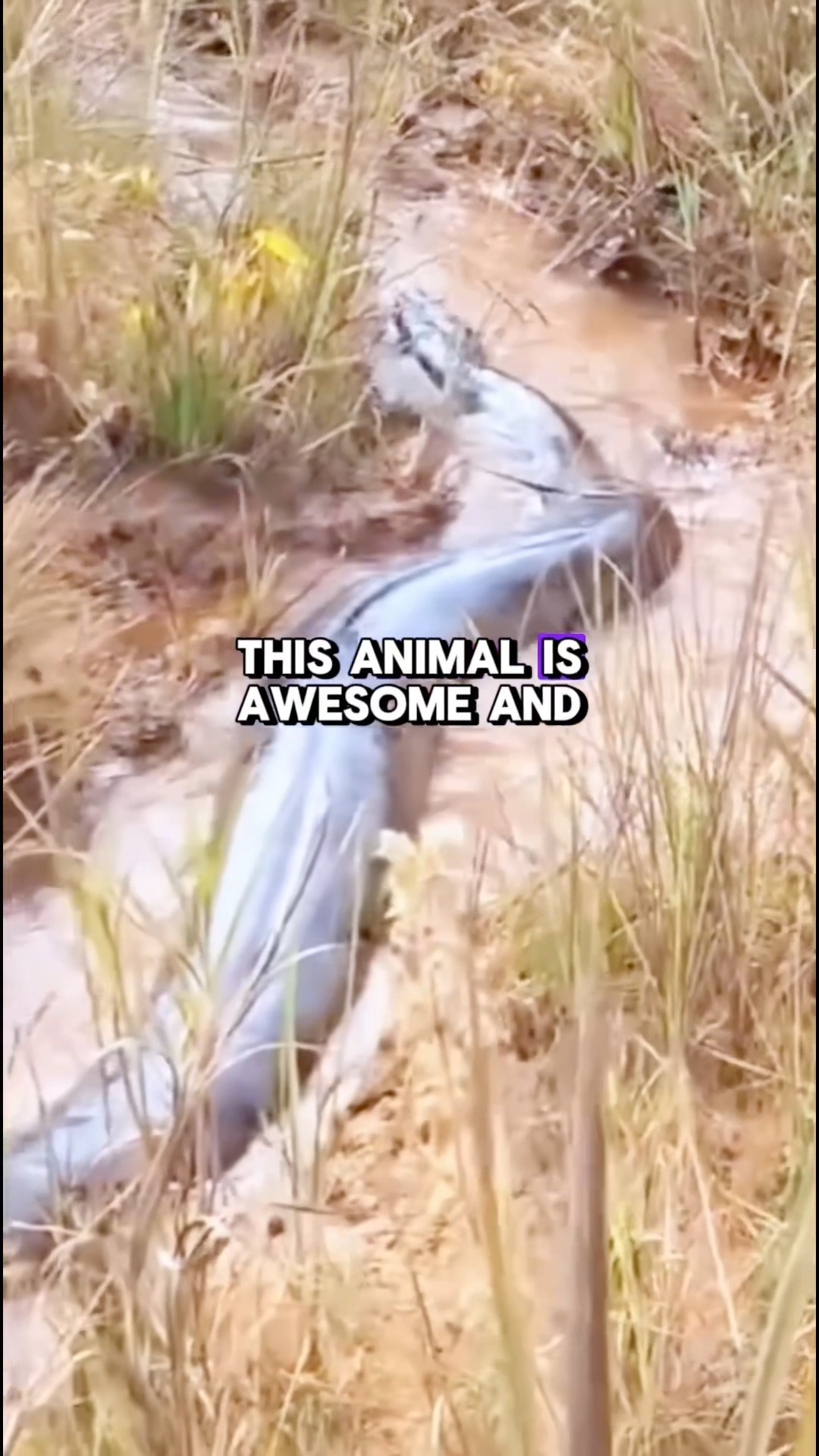 Fascinating Anaconda Moving forward  - Vía goias365