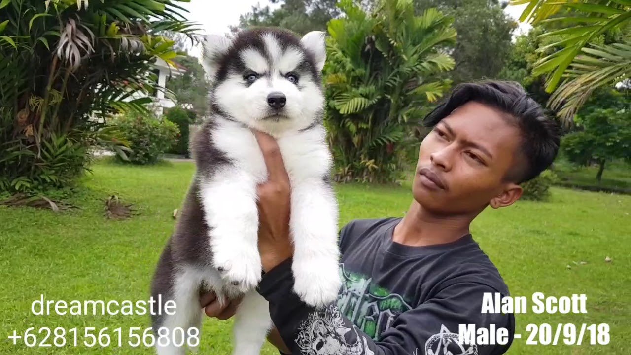 Ready For Sale Male Baby Siberian Husky Very Cute Long Hair