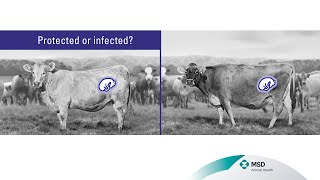 Bovilis Bvd Explainer Video