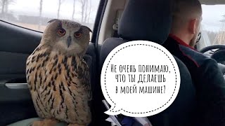 Eagle Owl Yoll left for the capital by private car. To the ball! Carouse!