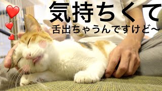 実はめちゃくちゃ甘えん坊猫でした｜17~18日目【保護猫活動】