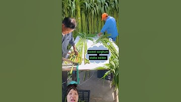 cách người Trung Quốc thu hoạch loại cây khá giống cây bắp thân cây họ ăn được