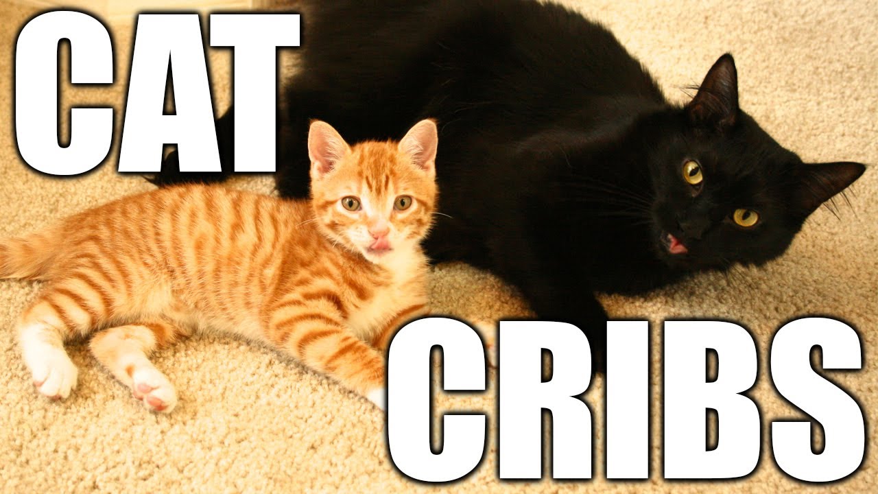 parody or satire The Purr-fect Home!