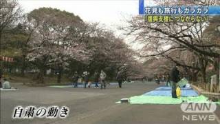 「自粛不況」懸念の声も　花見もガラガラ（11/04/10「ANNニュース」放送）