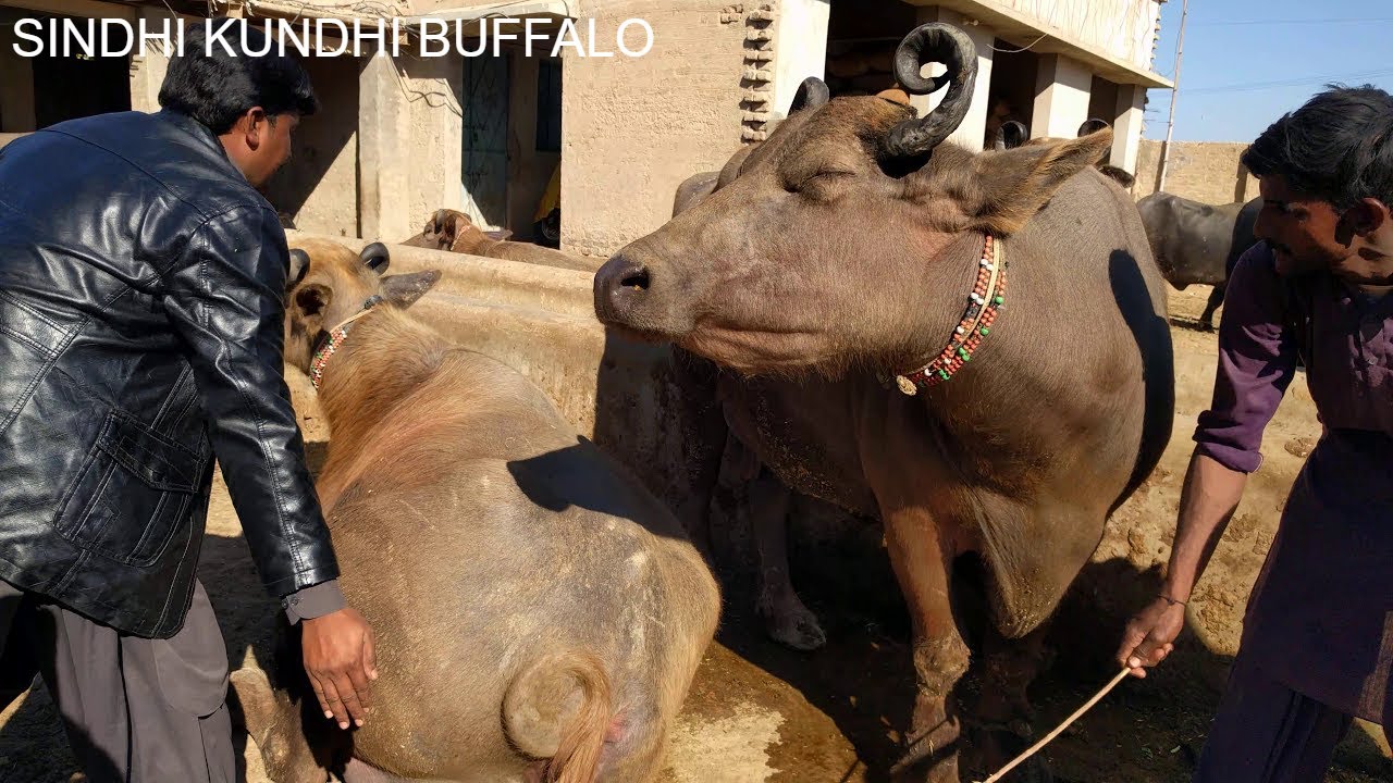 kundhi banni buffaloes || Interview About   kundhi Buffalo ||Doso Jatt