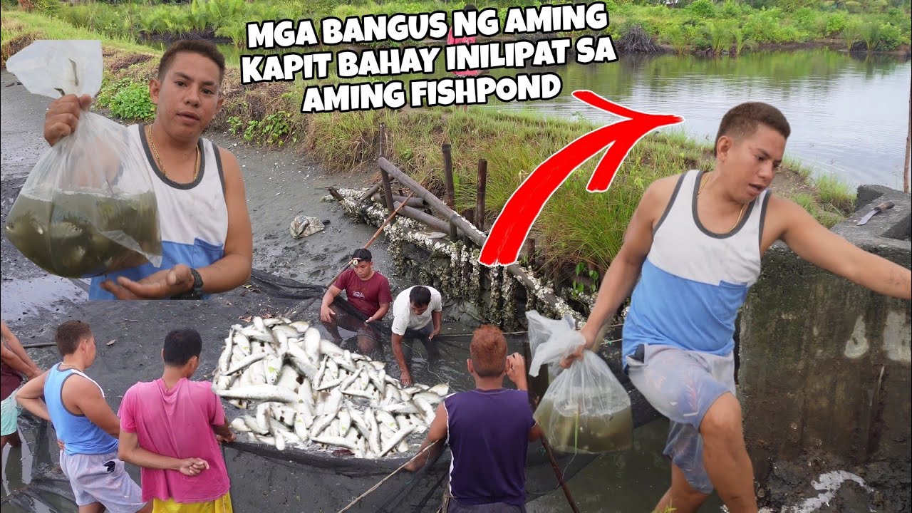MGA BANGUS NG AMING KAPIT BAHAY INILIPAT SA AMING FISHPOND