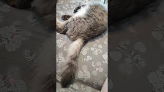 #кошки #домашниеживотные #питомцы #cat #shortvideo #shortsvideo #кот #shorts #short #жизнь