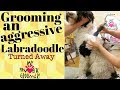 Grooming an aggressive Labradoodle