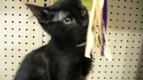 Watch the video about Detective Don Flack Amber Eyed Black Oriental Longhair