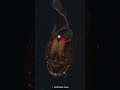 Cara Anglerfish Kawin Diluar Nalar ☠️☠️