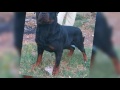 Transformation of my Rottweiler pup from 45 days to 8months.