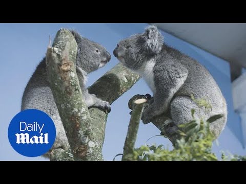 Baby koala emerges from his mom's pouch at Los Angeles Zoo – Daily