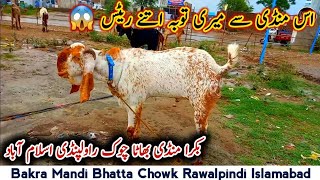 Bakra Mandi Bhatta Chowk Rawalpindi Rates Update11 July 2021 Qurbani Ky liy Bakray Rates High