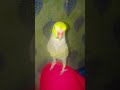 #parrot #talkingparot #birds #nonstoptalkingparrot