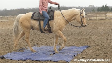 THC Docs Frost - carrying the flag and tarp! - ValleyViewRanch.net