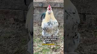 Funny With Frankie The