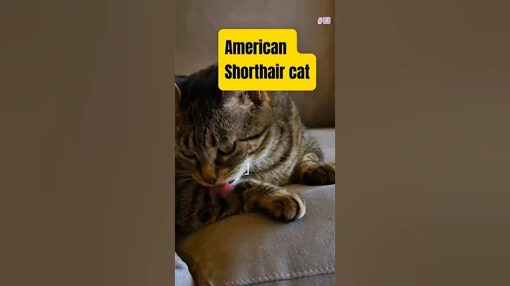 Video 8159211: american shorthair cat, feather toy, breed facts