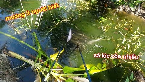 Trúng Đậm Cá Lóc Cái Mương Ít Người Biết | kích cá miền tây