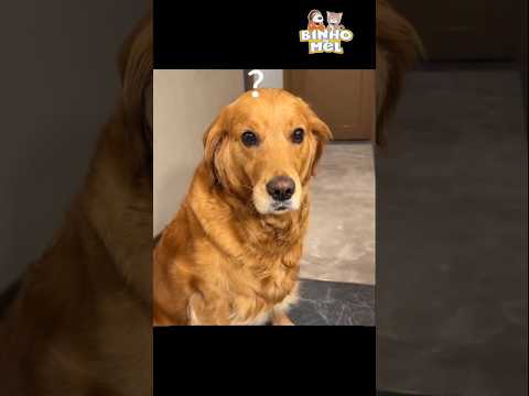 Quando seu cão sabe disfarçar - Animais Dublados Binho e Mel