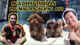 PAANO MAG ALAGA NG 2MONTHS OLD SHIH TZU PUPPIES ,MGA TIPS NA DAPAT MONG MALAMAN