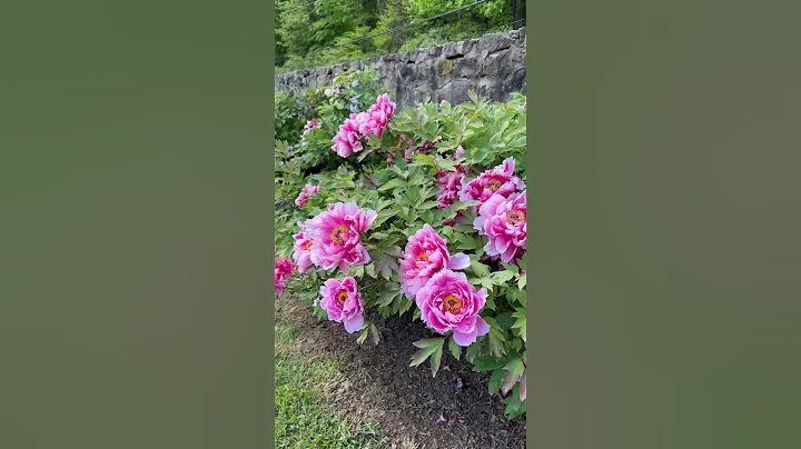 Tree Peony Heaven #paeonia #garden #youtubeshorts - DayDayNews