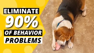 How to use a KONG Toy and Eliminate 90% Beagle Behavior Problems