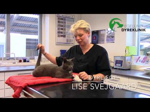 Video: Foder Til Katte 