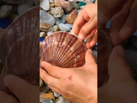 يخرج منهما اللؤلؤ والمرجان سوره الرحمن سبحان الله