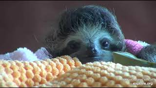 Teeny tiny baby sloth Robin falls asleep after eating some leaves. 😴😴  Recorded 12\/24\/22
