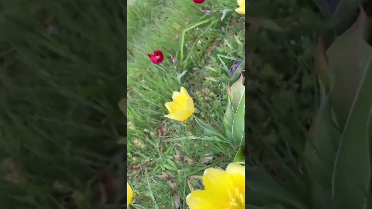 Met de trein naar de Tulpenpluk