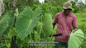 Sheenal Mansi Reddy_Taveuni Kava & Dalo Dealers.mp4