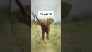 حيوانات مهددة بالانقراض بحلول عام 2050م 😢🥺 #shorts