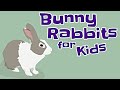 Bunny Rabbits for Kids