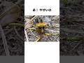 でんせつの！？