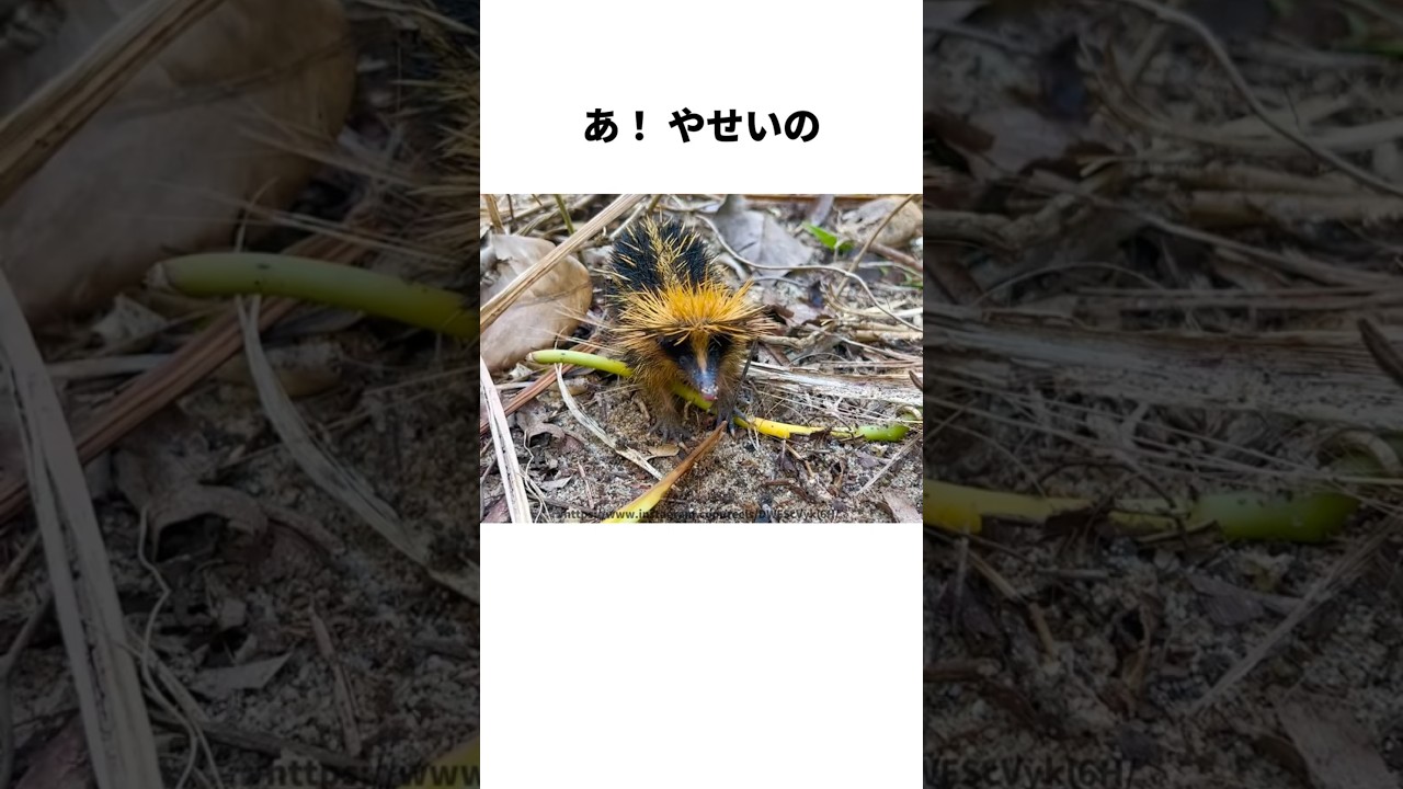 でんせつの！？