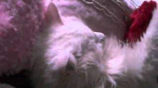 Babe  Cat Valentines  Day! by babe cat 297 views 13 years ago 49 seconds