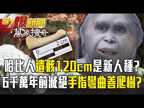 哈比人遺骸「身高僅120cm」恐是新物種？！6700萬年前滅絕「手腳趾彎曲」善爬樹？【57爆新聞】萬象搜奇