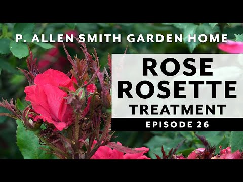 Video: Penyakit Roset Roset - Cara Merawat Penyapu Penyihir Pada Bunga Mawar