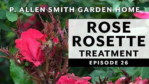 Treating Rose Rosette: Garden Home VLOG | P. Allen...