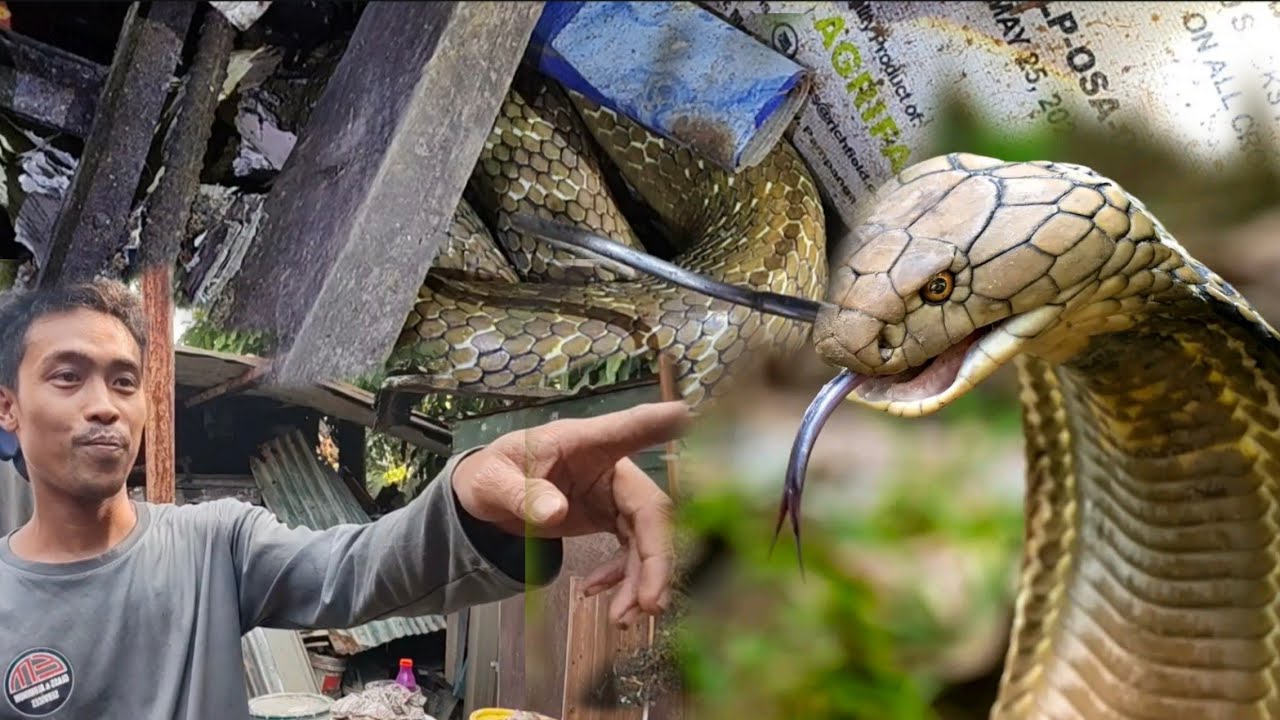 COBRA NA PUMAPATAY NG MGA SNAKE RESCUER NAPAKA DELIKADO NITO