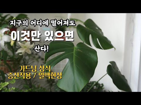 물이 없는 무인도에 떨어져도 이것만 있으면 산다. 증산 작용이란