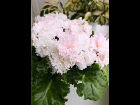 Фиалка АВ-Роскошная Жизнь 🌸 💛 - YouTube