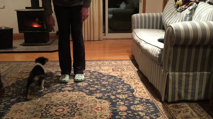 Advanced Trick Title
