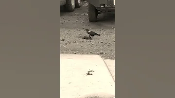اجمل رقصة للغراب على نغمات الشعبي 